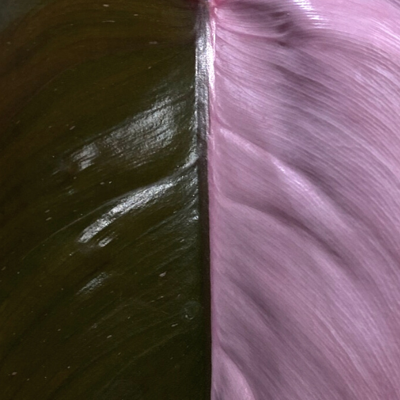 PINK P (3)
