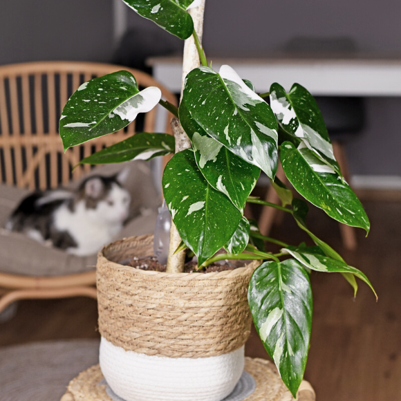 WHITE PRIN (3)