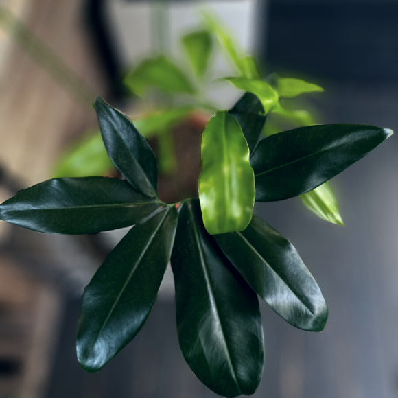 green woder (2)