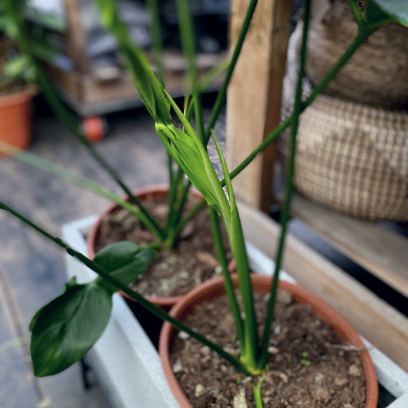 green woder (3)