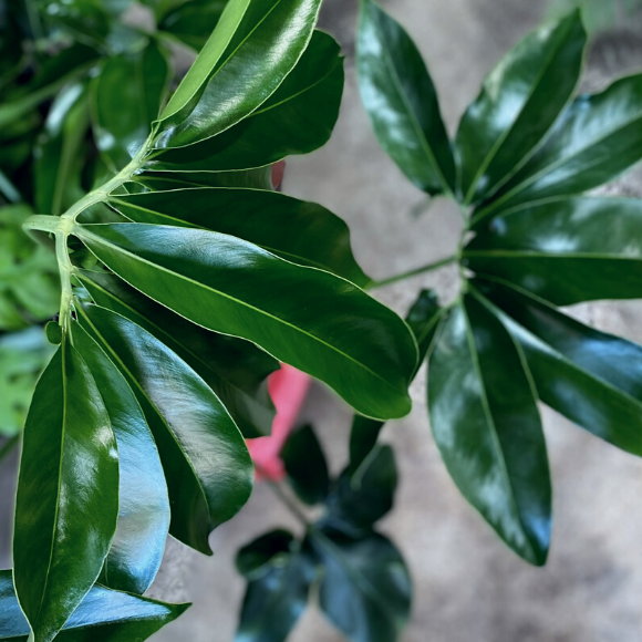 green woder