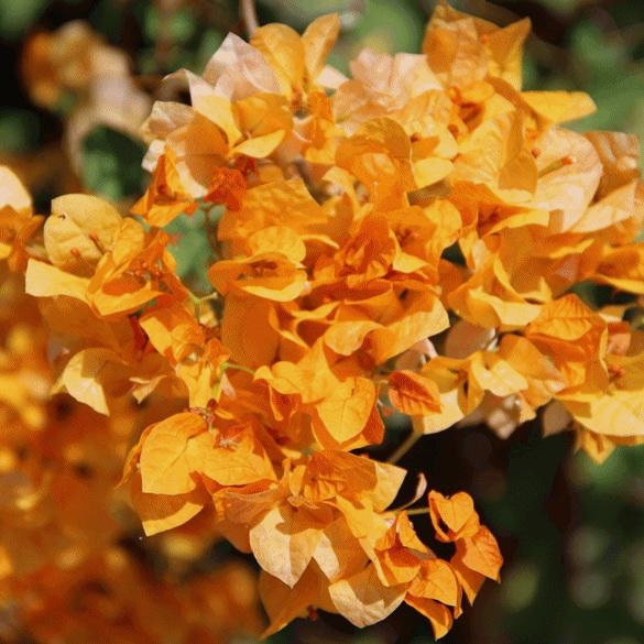 bugiorange
