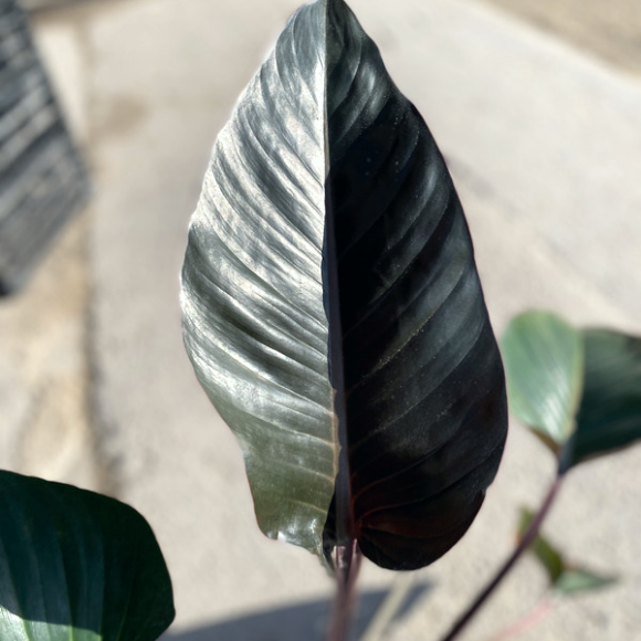 קונגו (3)
